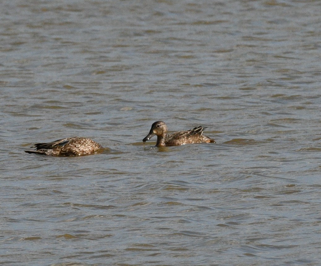 Blue-winged Teal - Patricia Dortch