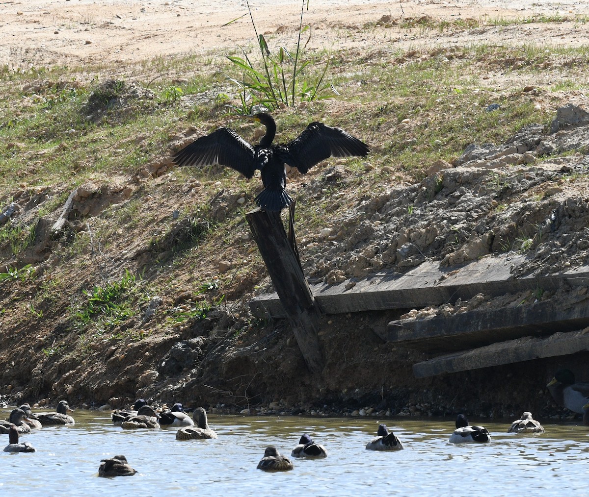 Double-crested Cormorant - ML610406045