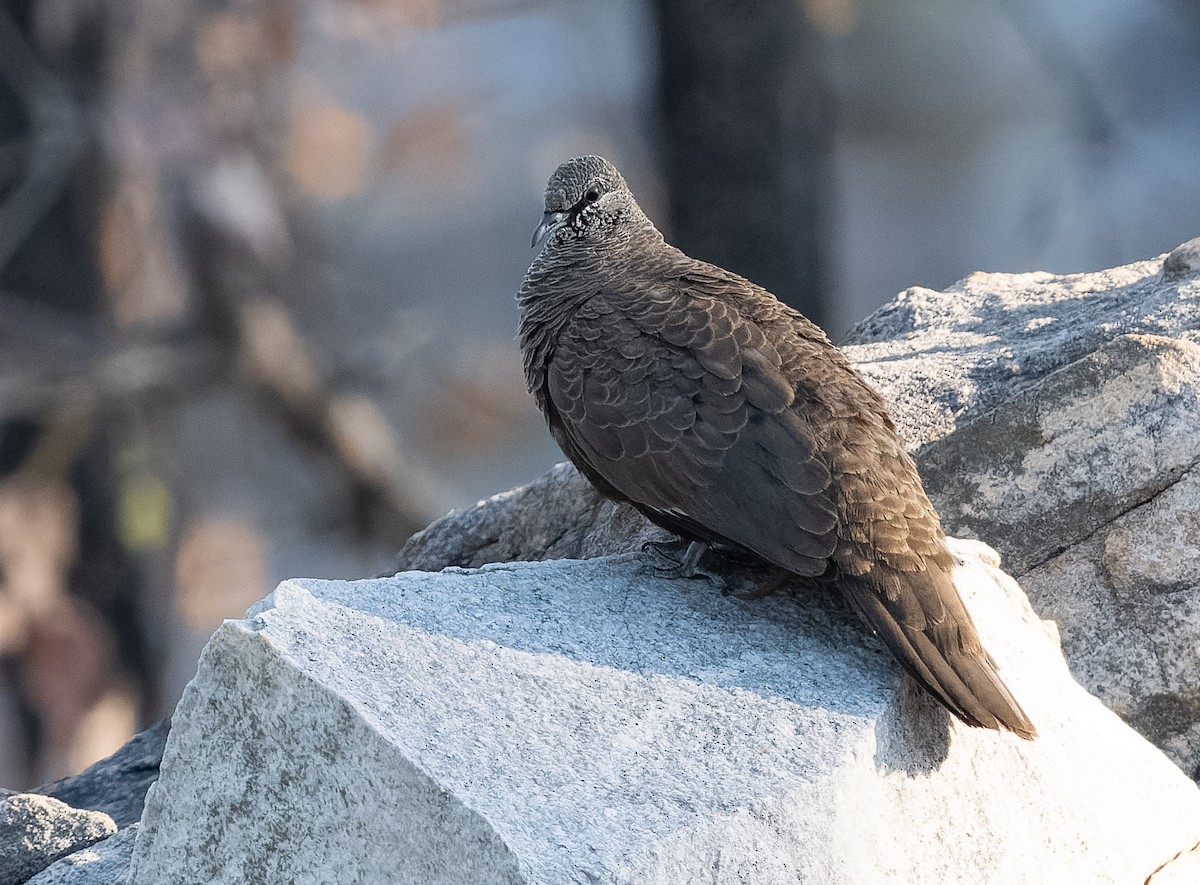 White-quilled Rock-Pigeon - ML610406135