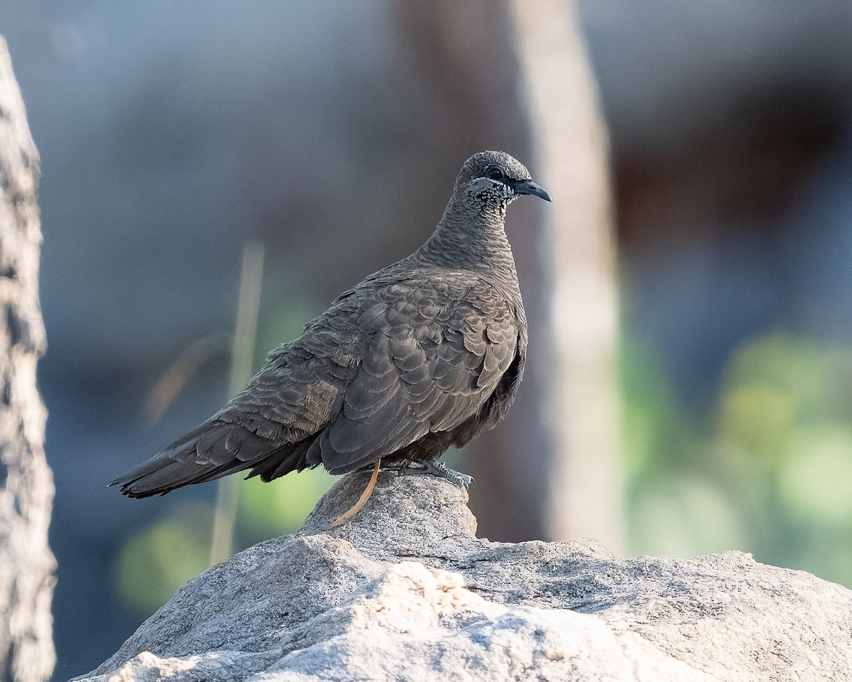 White-quilled Rock-Pigeon - ML610406137