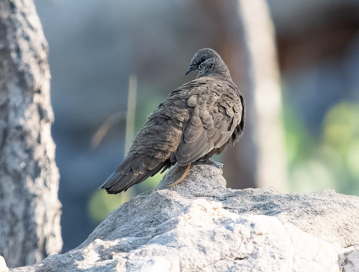 White-quilled Rock-Pigeon - ML610406138