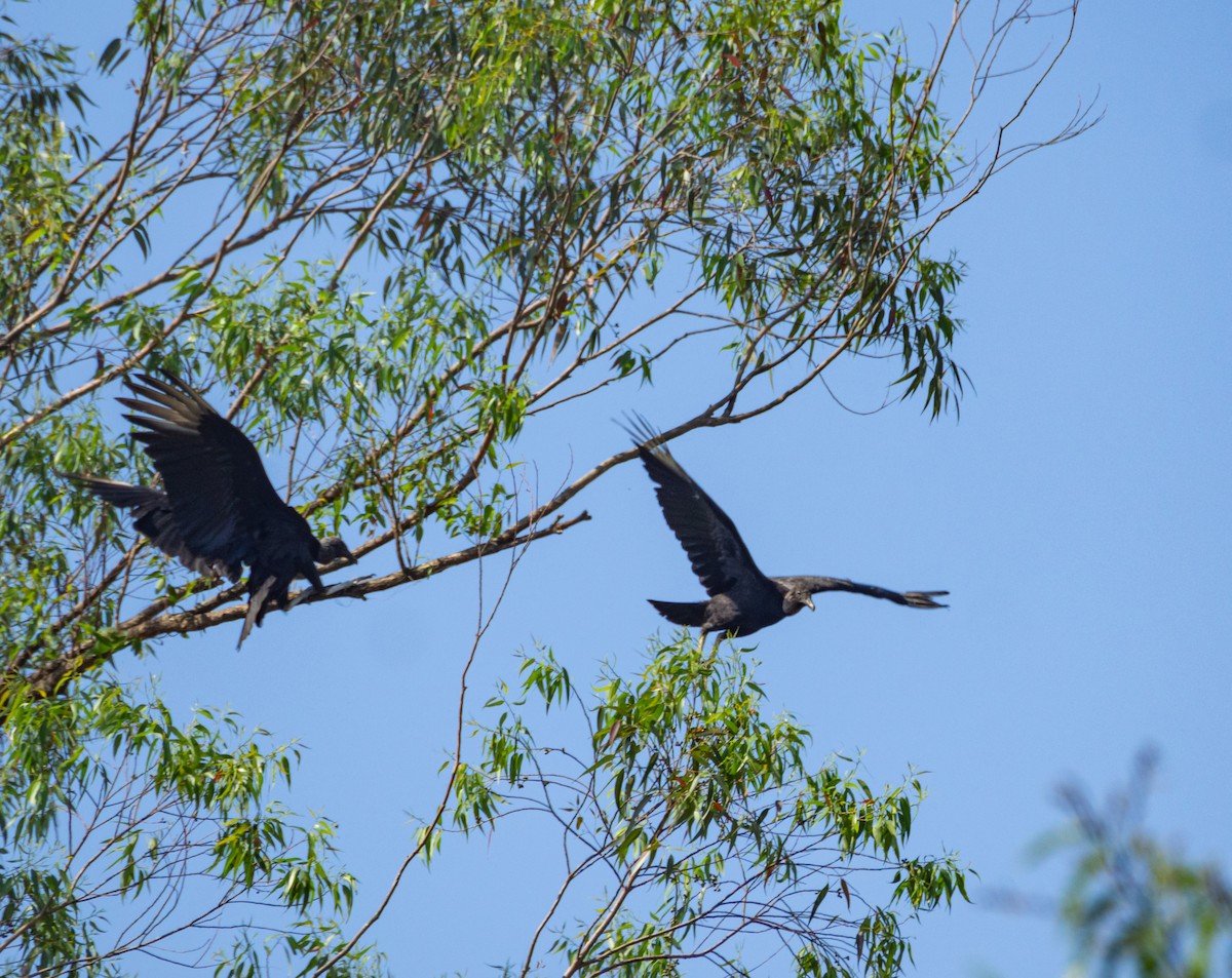 Black Vulture - ML610406166