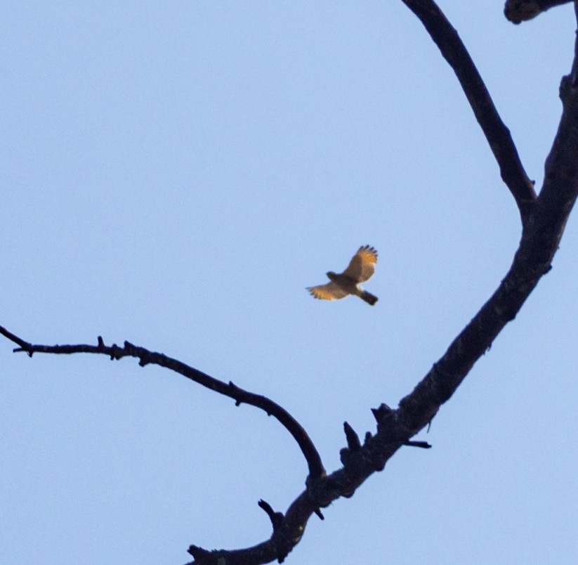 Roadside Hawk - ML610406179