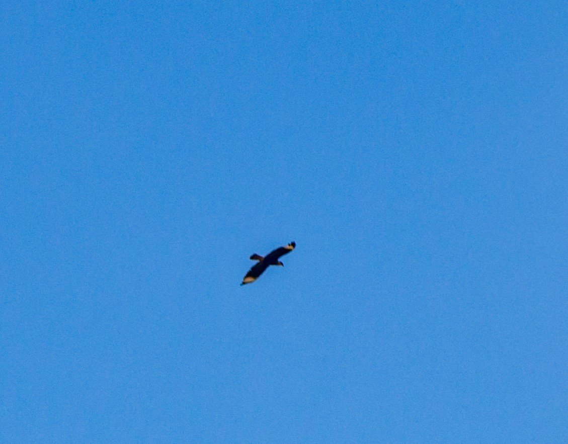 Crested Caracara - ML610406186