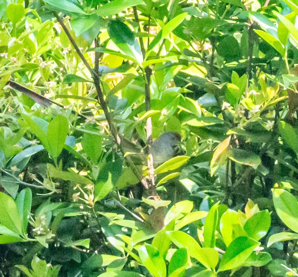 Spix's Spinetail - ML610406193