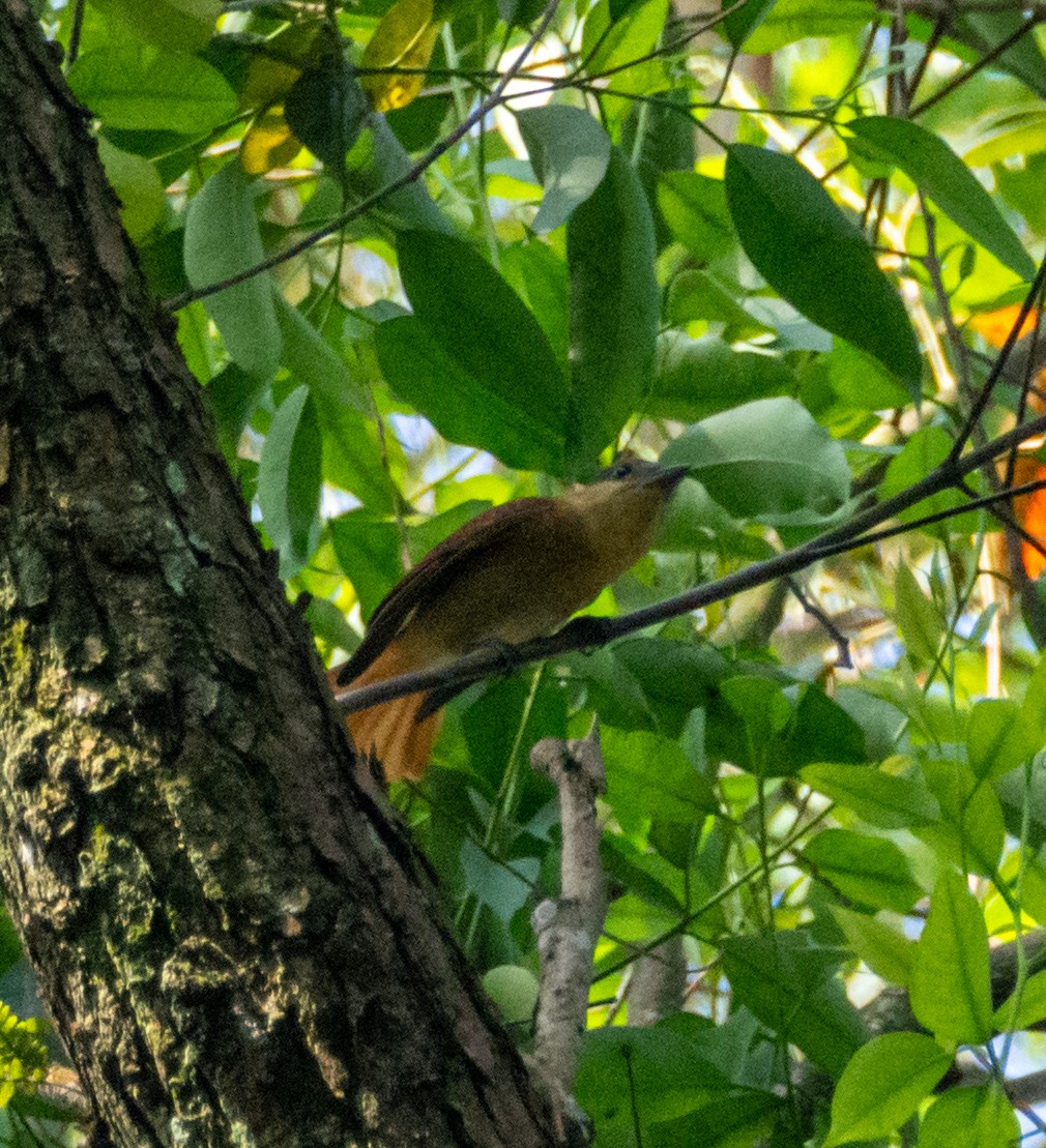 Crested Becard - ML610406196