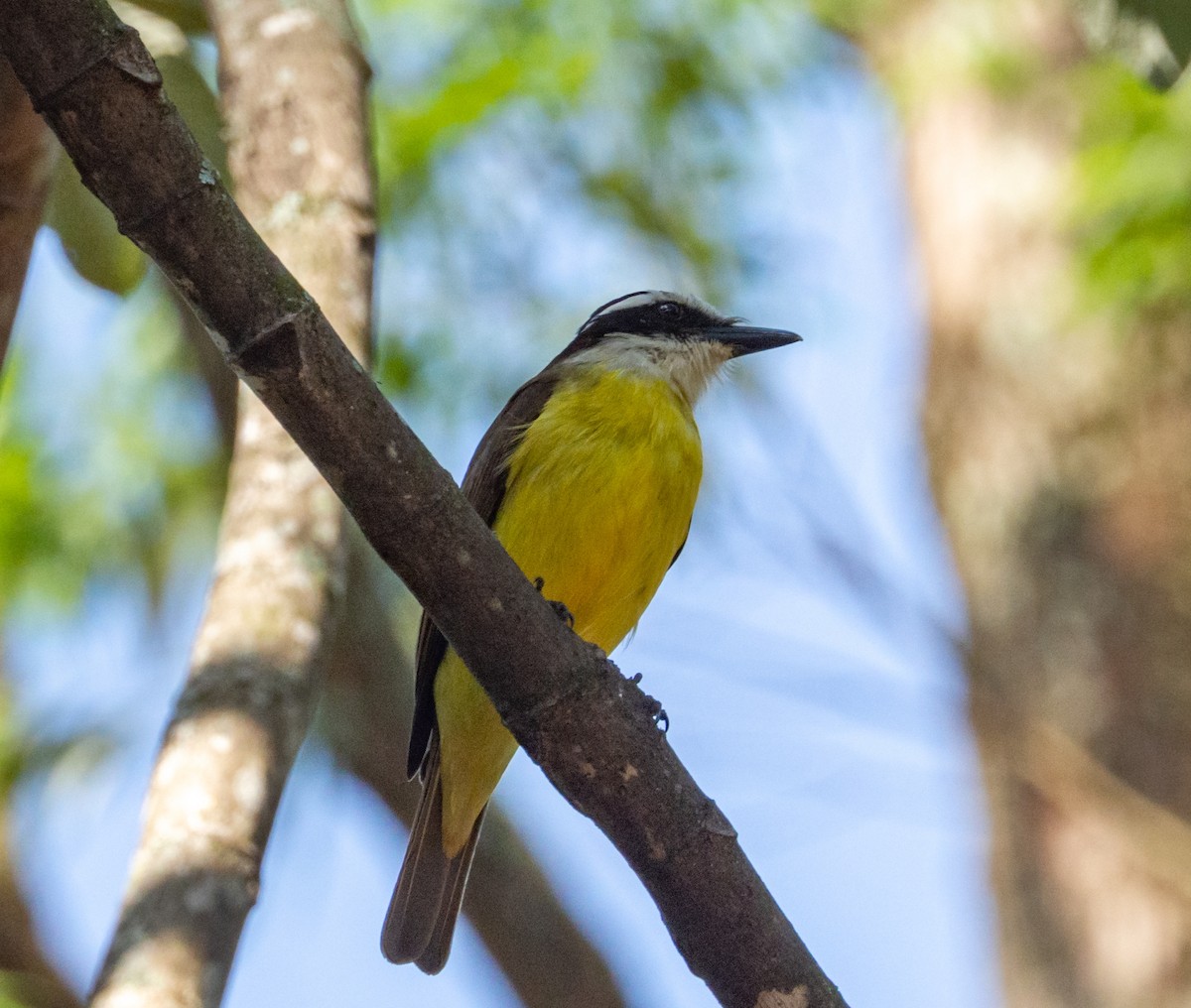 Great Kiskadee - ML610406205
