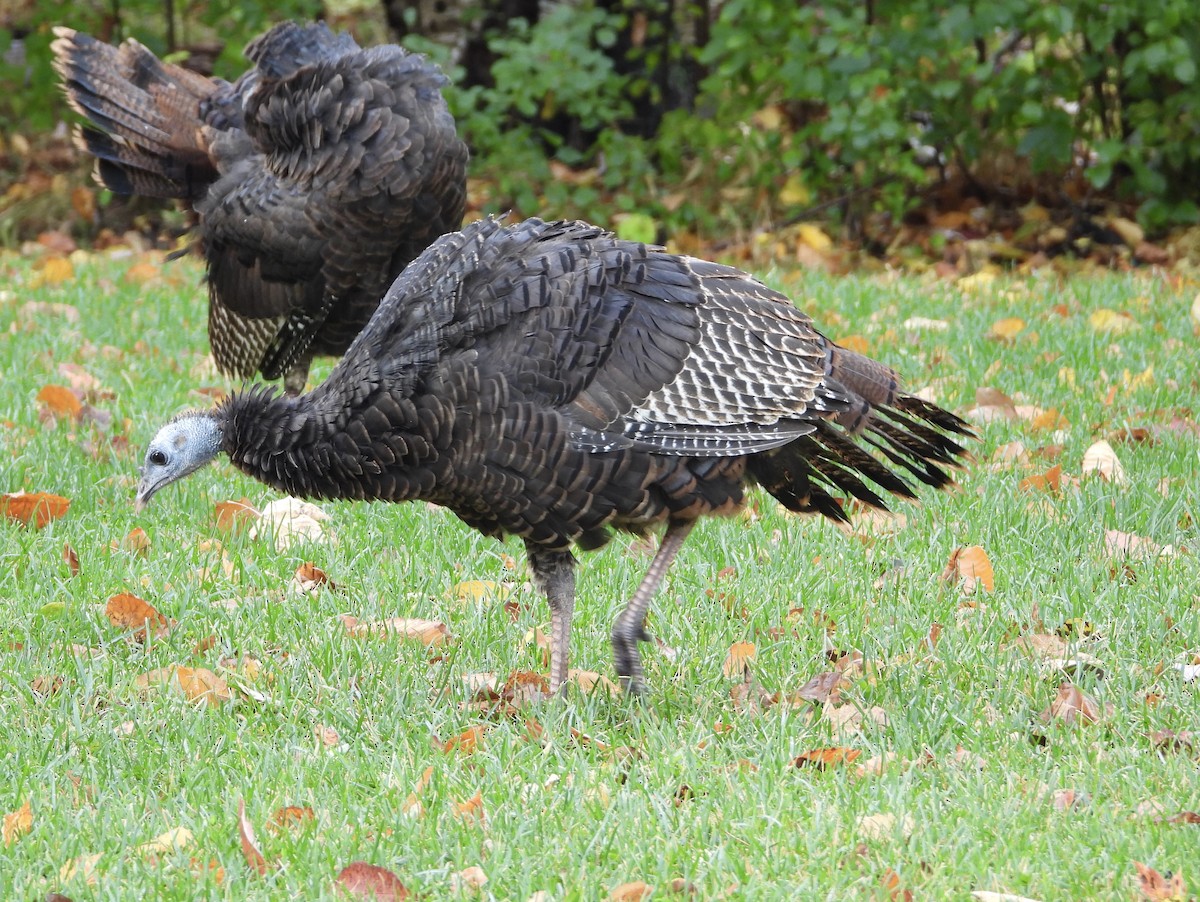 Wild Turkey - Lisa Judge