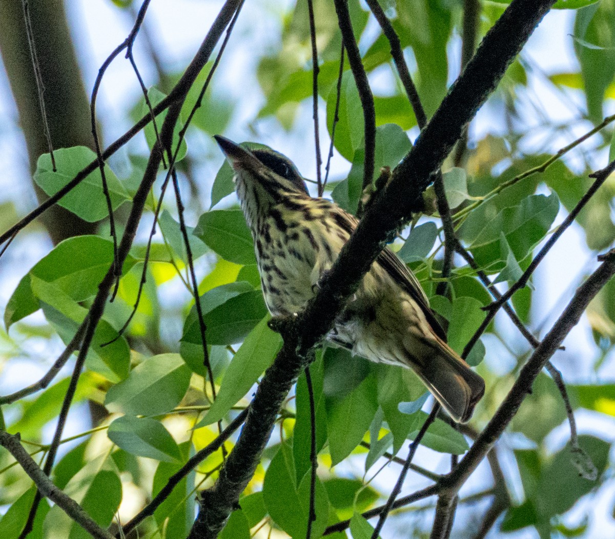 Streaked Flycatcher - ML610406207