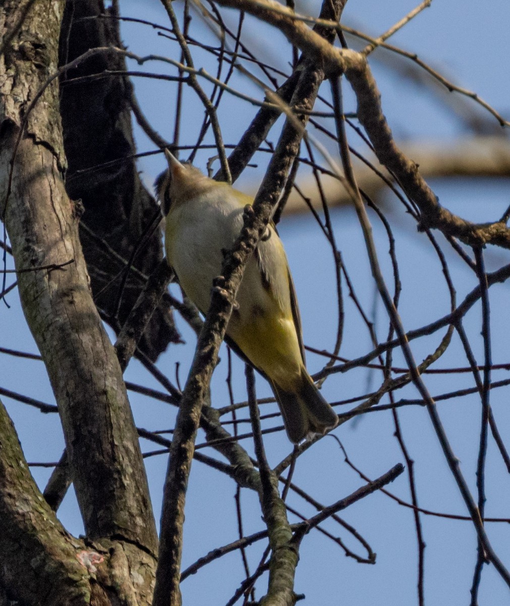 Chivi Vireo - ML610406212