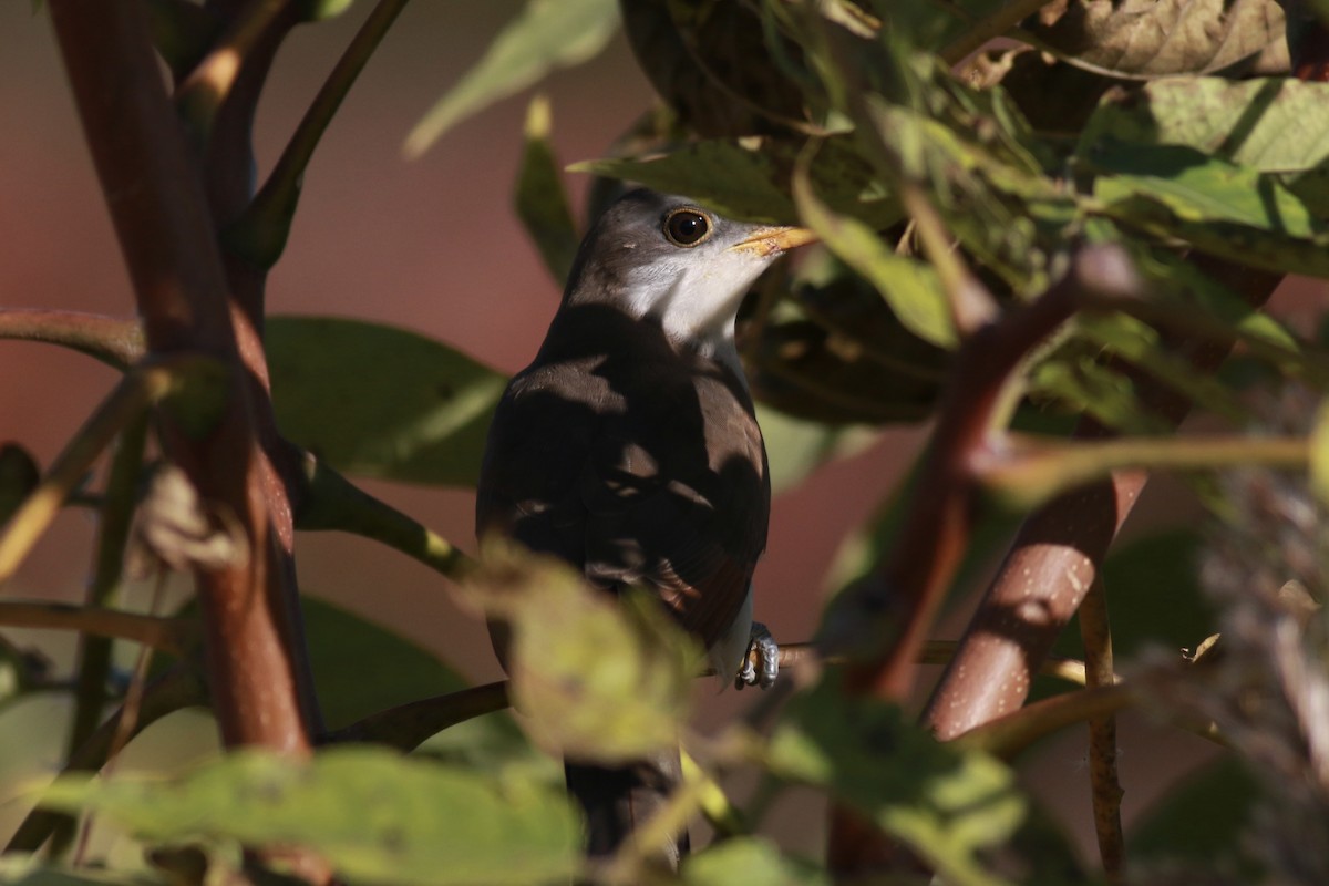 Yellow-billed Cuckoo - Josh Bock