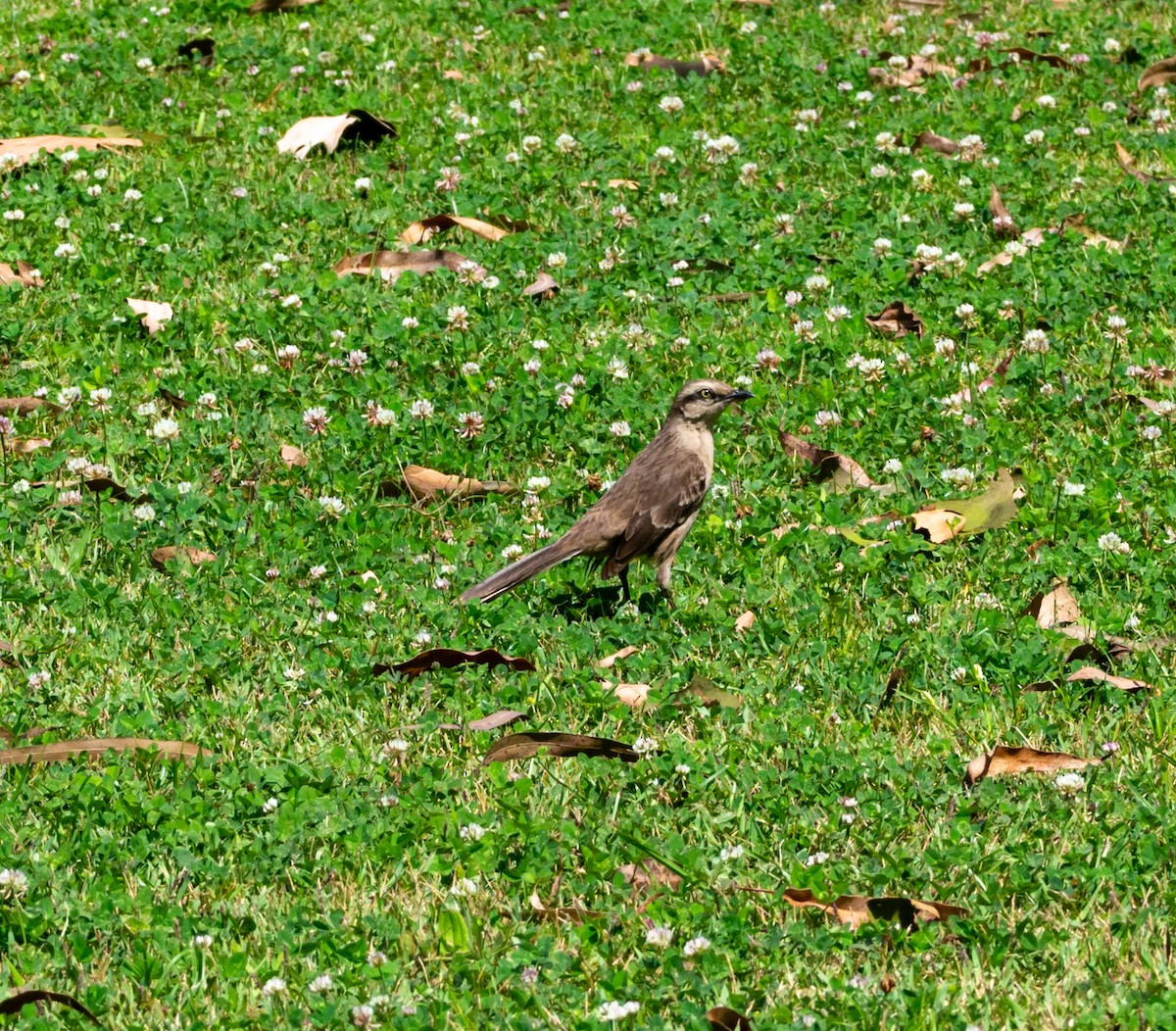 Chalk-browed Mockingbird - ML610406218