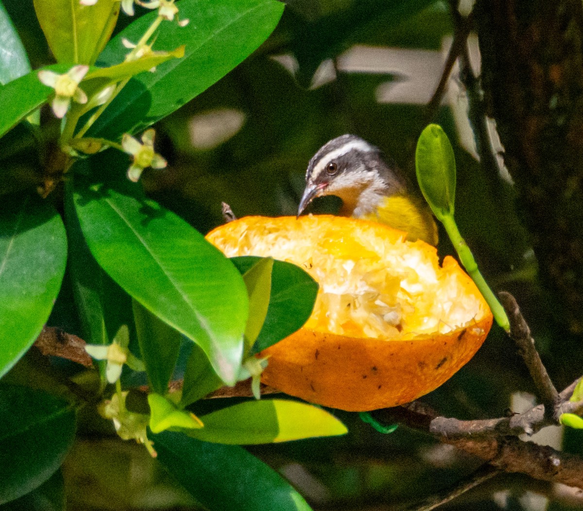 Bananaquit - ML610406238