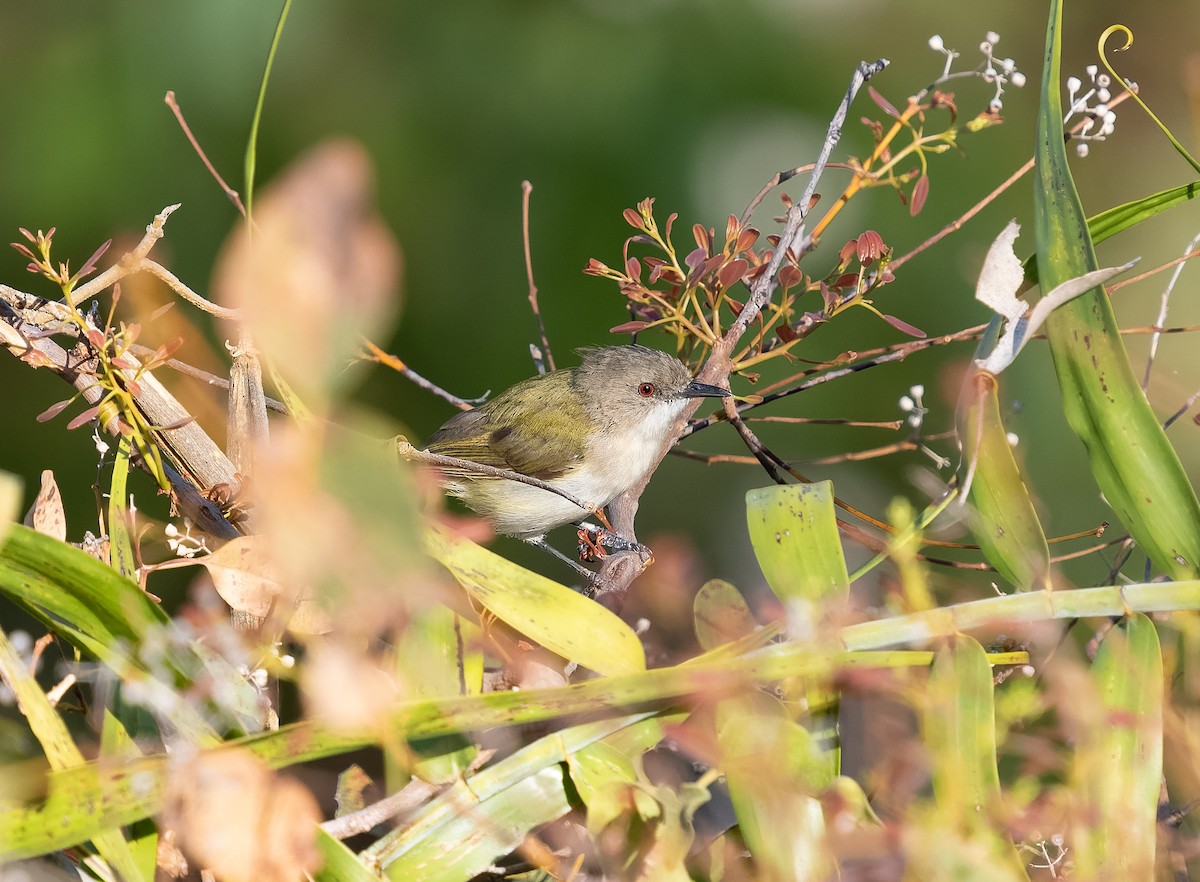 Green-backed Gerygone - Simon Colenutt