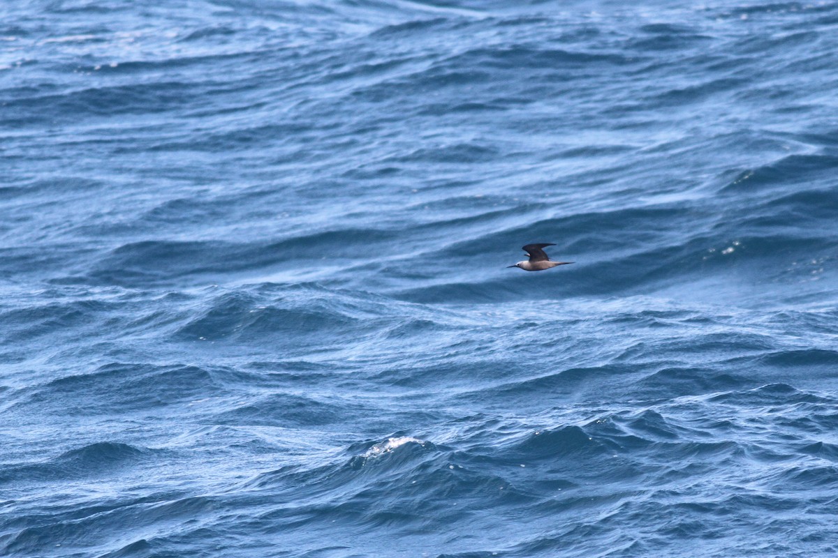 Lesser Noddy - ML610406283