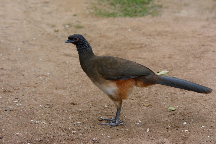 West Mexican Chachalaca - ML610406353