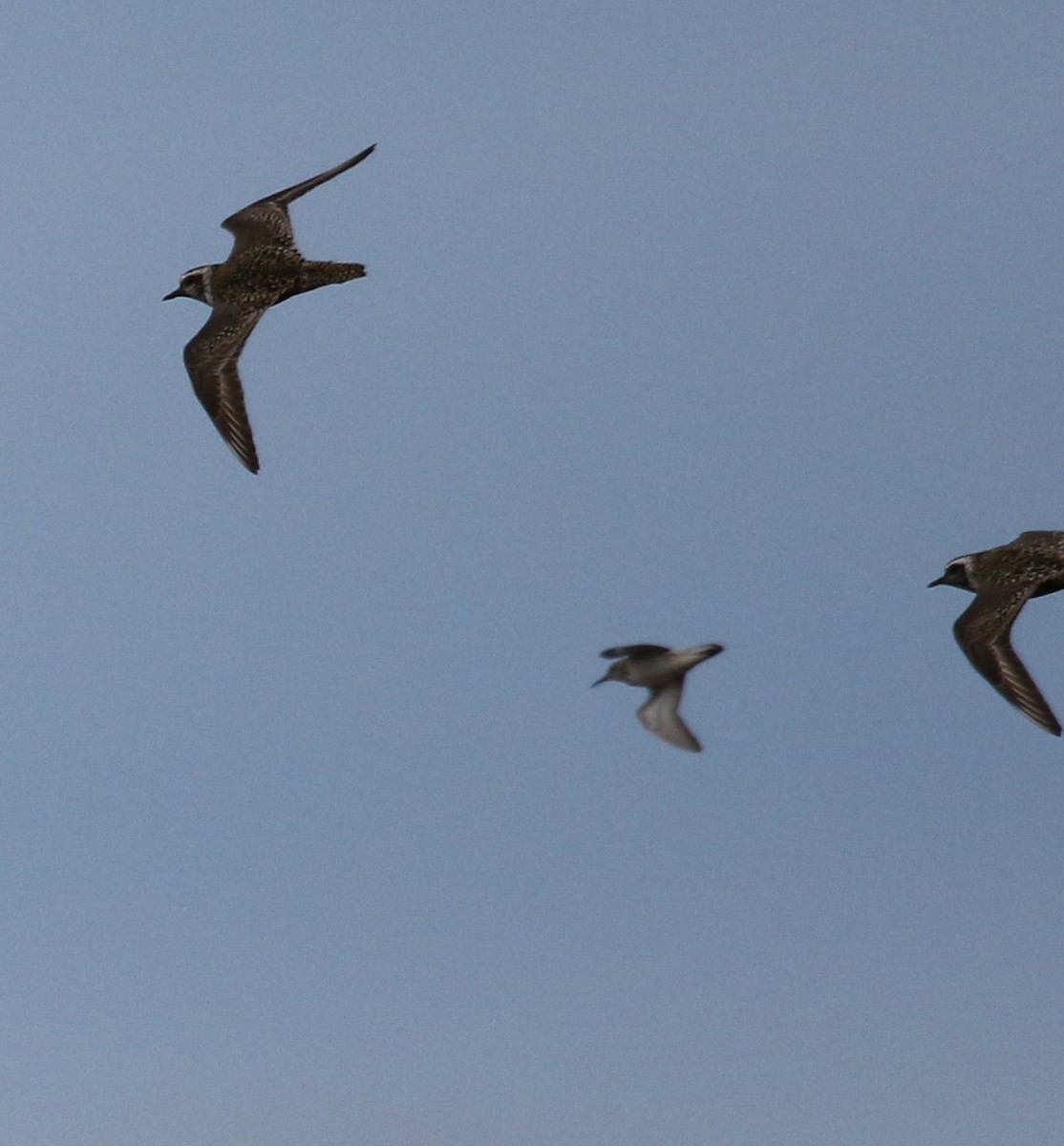 White-rumped Sandpiper - ML610406359