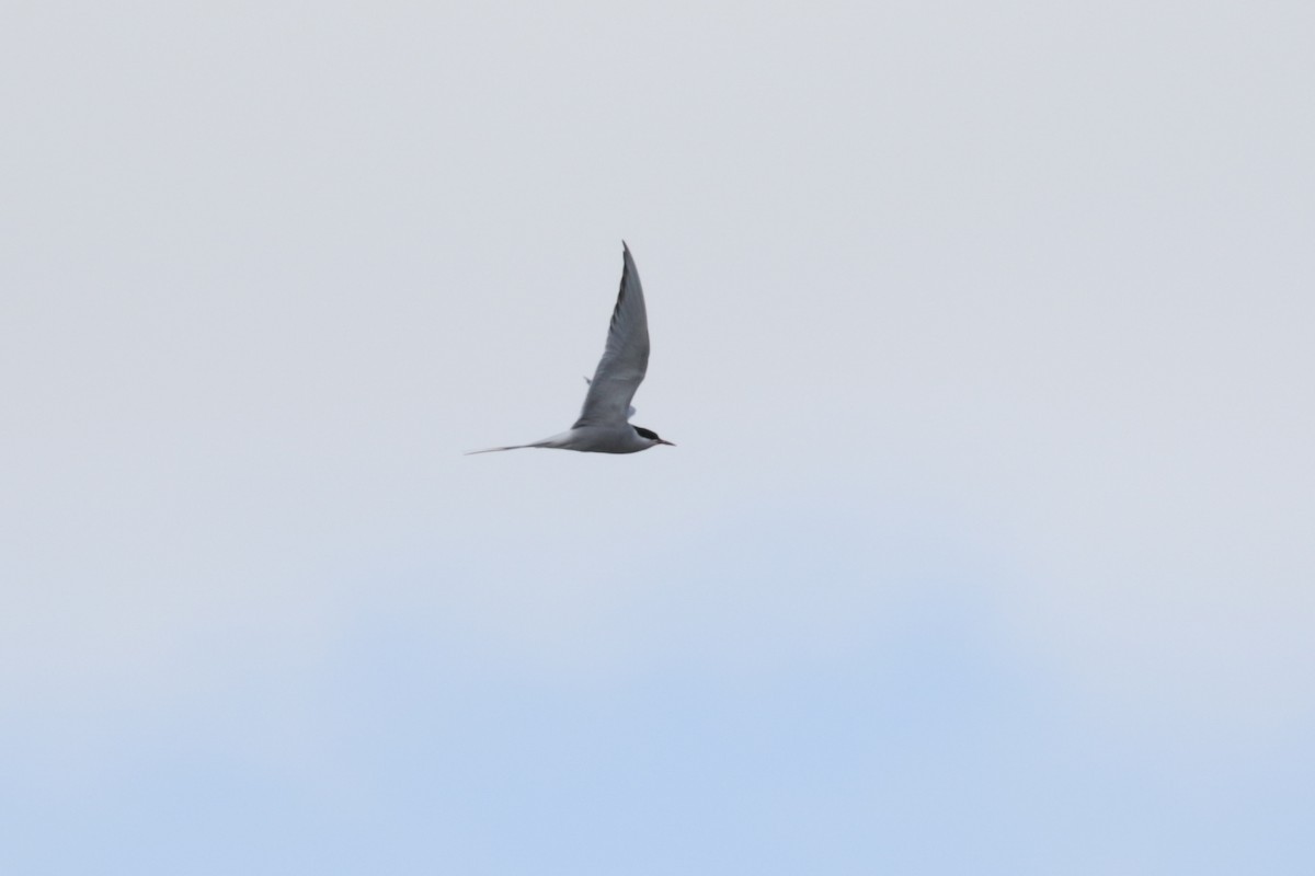 Arctic Tern - ML610406375