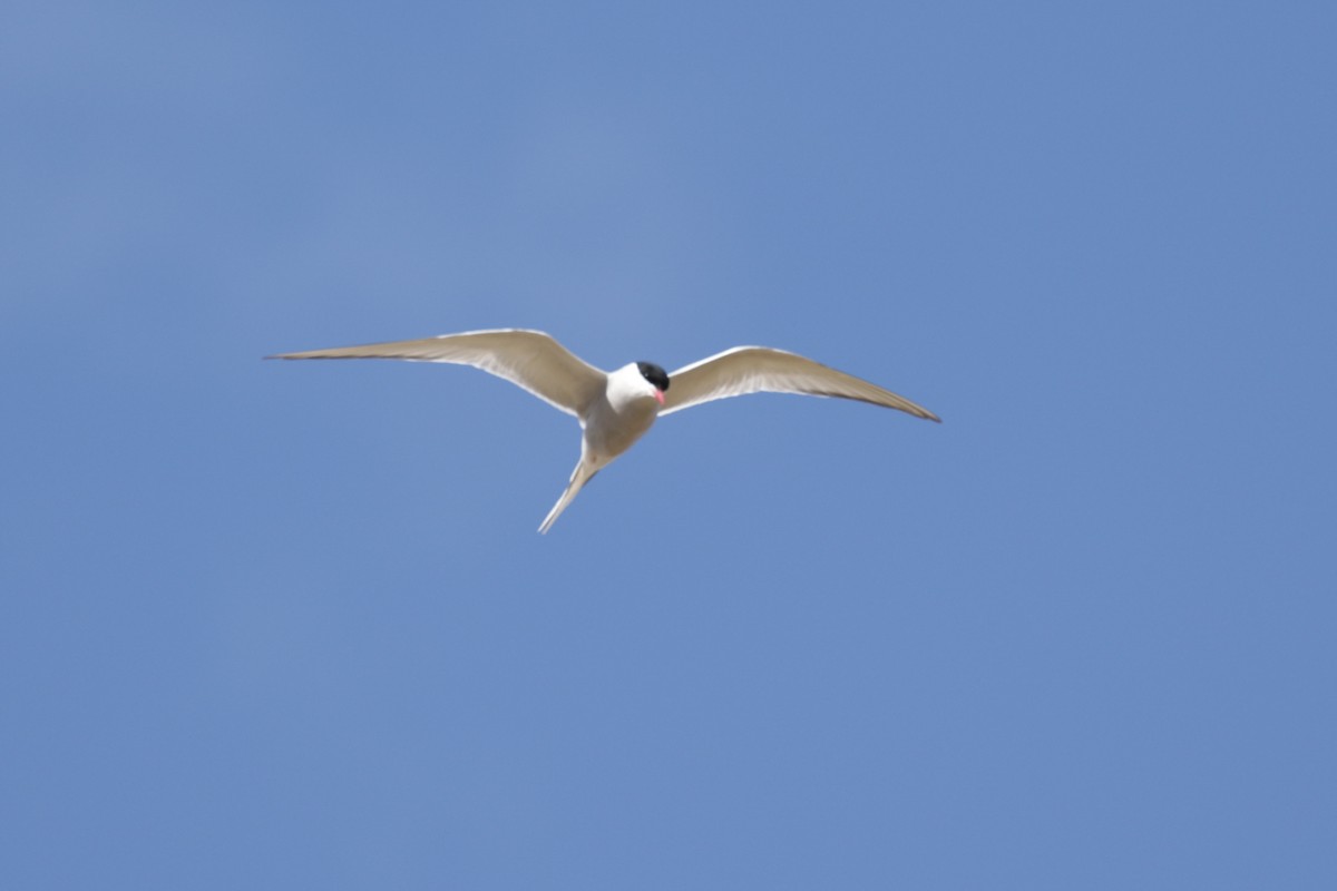Arctic Tern - ML610406377