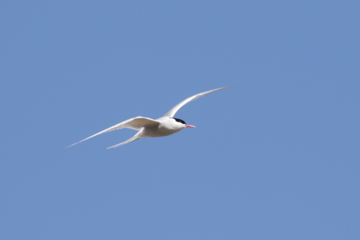 Arctic Tern - ML610406380