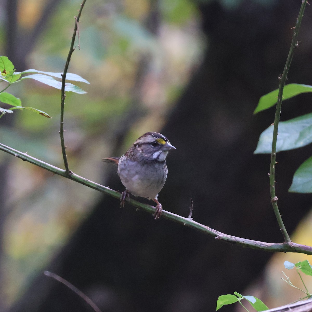 White-throated Sparrow - ML610406385