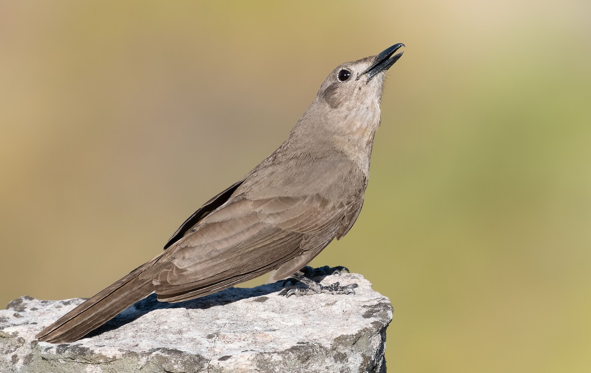 Sandstone Shrikethrush - ML610406419