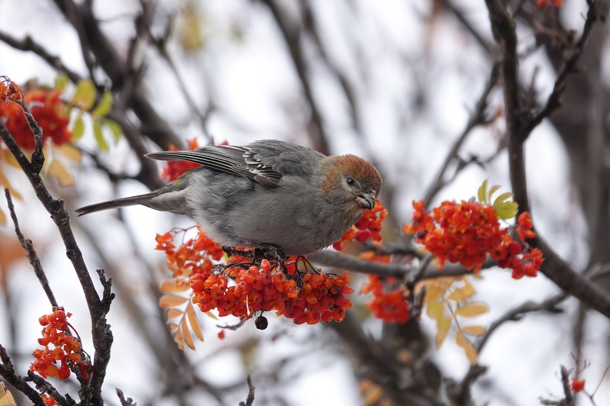 Pine Grosbeak - ML610406506