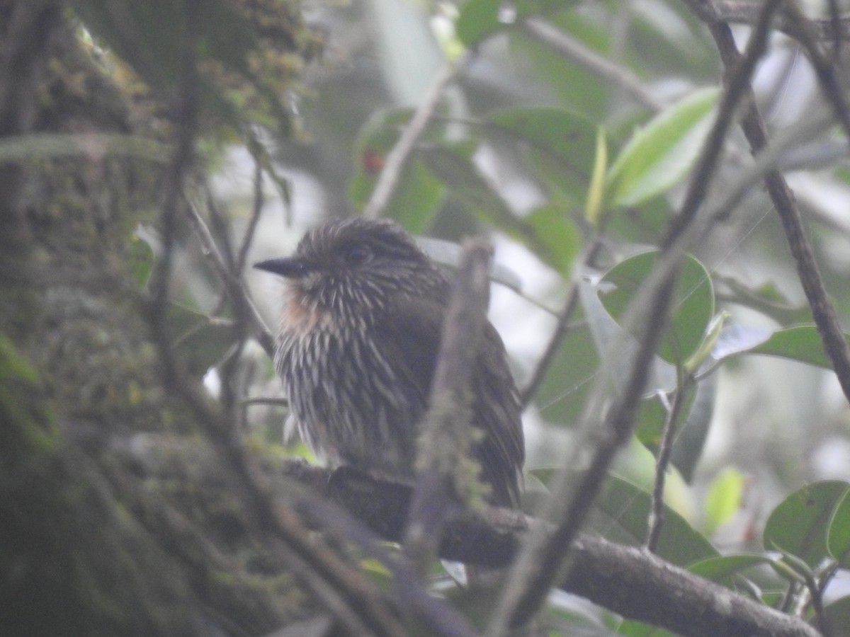 Black-streaked Puffbird - ML610406513