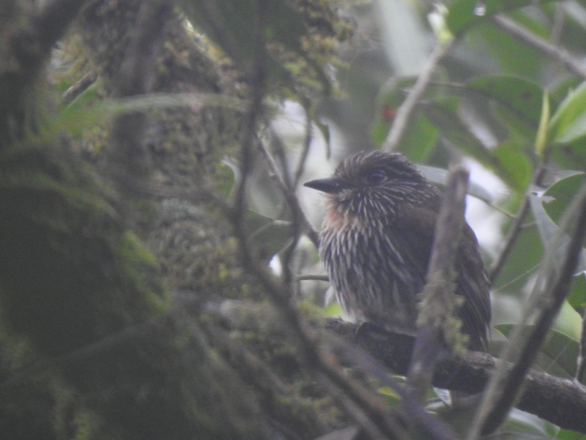 Semicollared Puffbird - JOSÉ AUGUSTO Mérida Misericordia