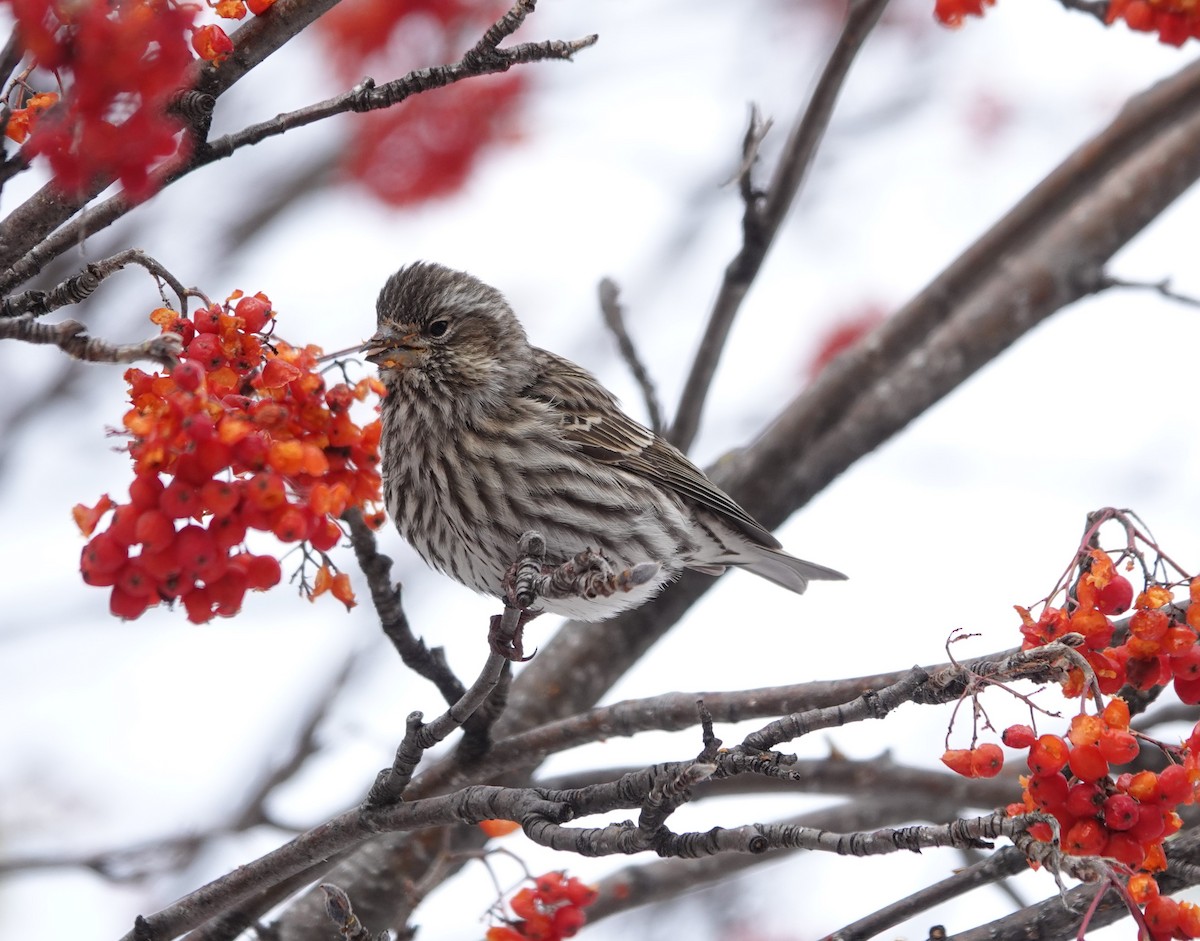 Cassin's Finch - Toby-Anne Reimer