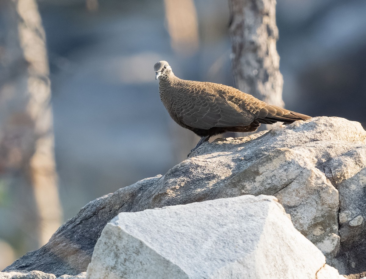 White-quilled Rock-Pigeon - ML610406556