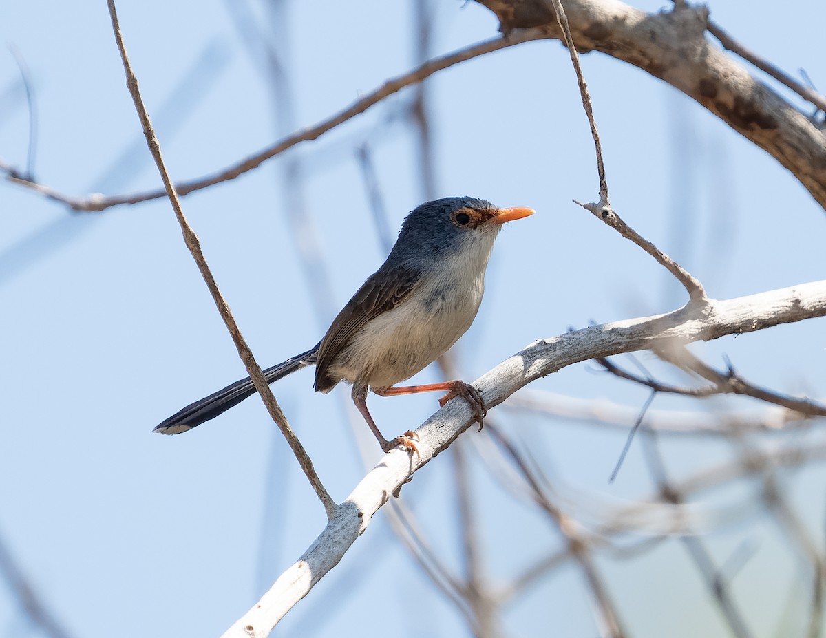 Purple-backed Fairywren (Lavender-flanked) - ML610406598