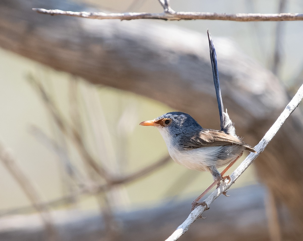 Purple-backed Fairywren (Lavender-flanked) - ML610406603