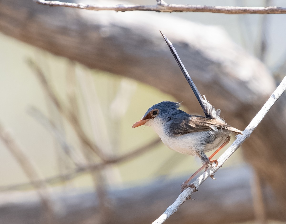 Purple-backed Fairywren (Lavender-flanked) - ML610406606