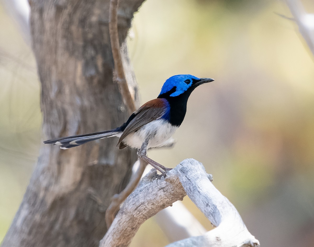 Purple-backed Fairywren (Lavender-flanked) - Simon Colenutt