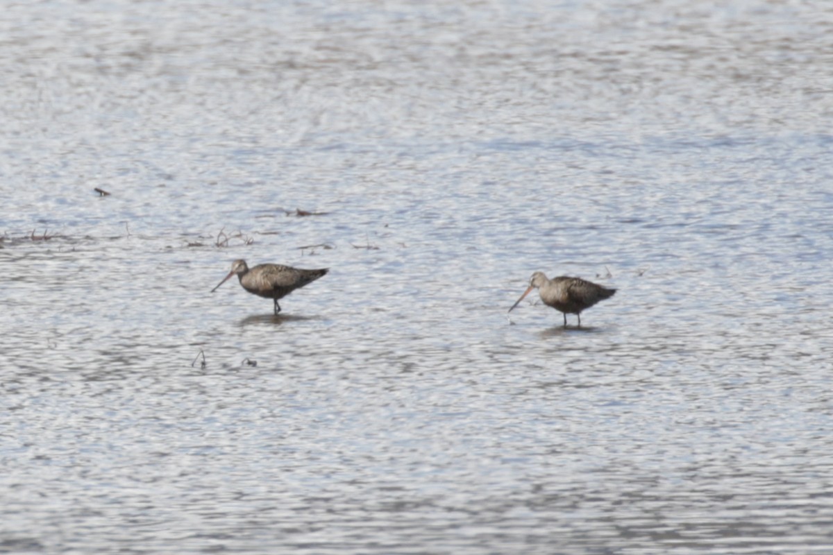 Hudsonian Godwit - ML610406643