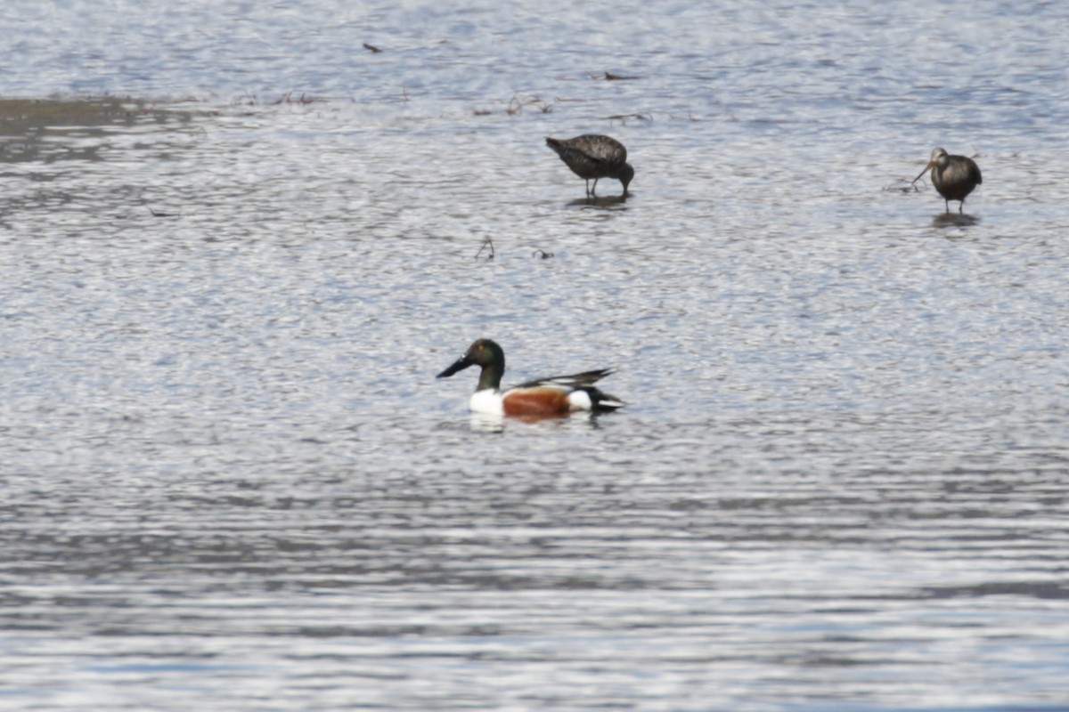 Northern Shoveler - ML610406649