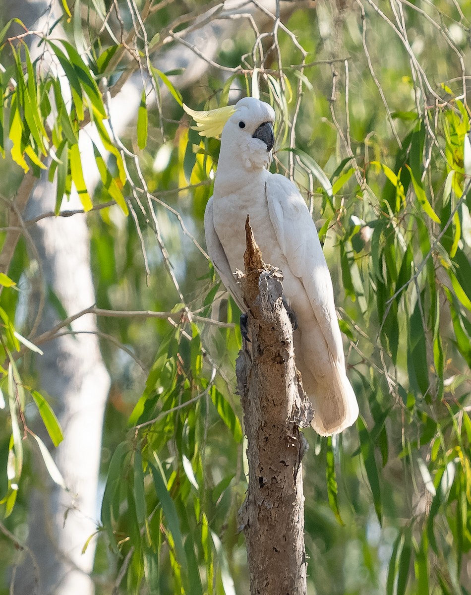 Sulphur-crested Cockatoo - ML610406700