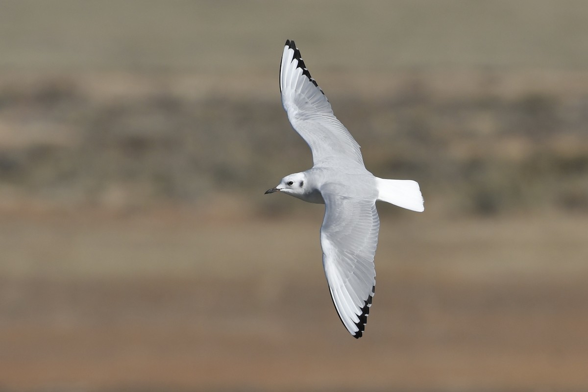 Bonaparte's Gull - Kent Kleman