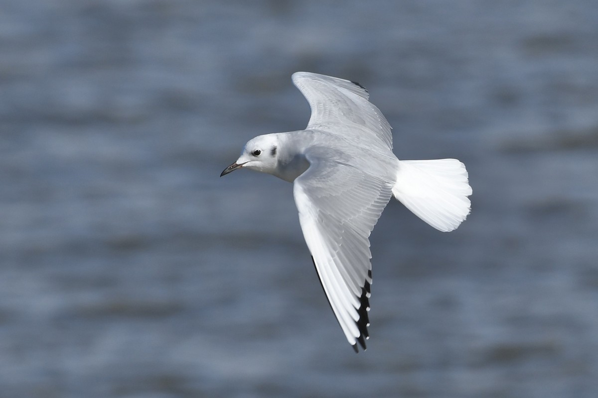 Bonaparte's Gull - Kent Kleman