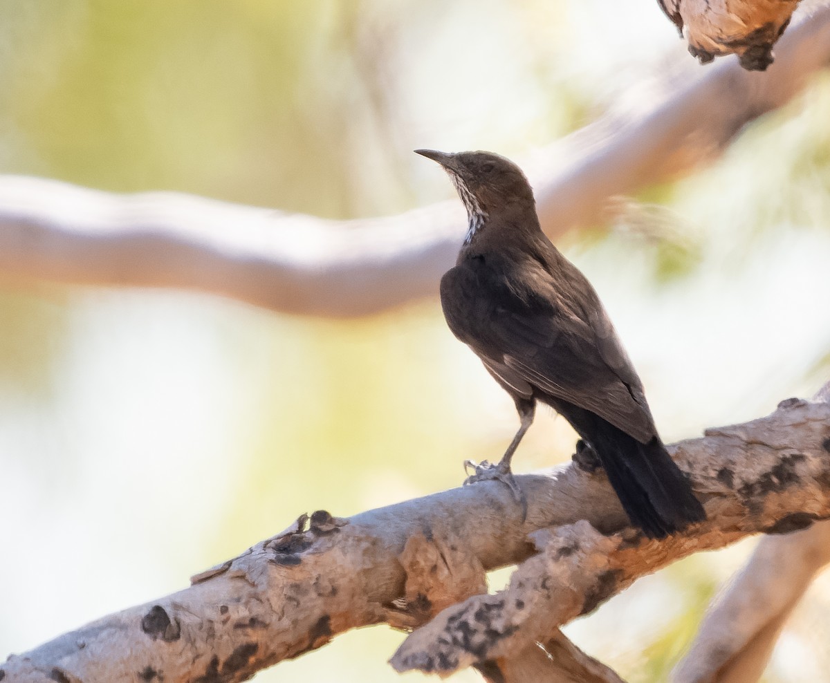 Black-tailed Treecreeper - ML610406734