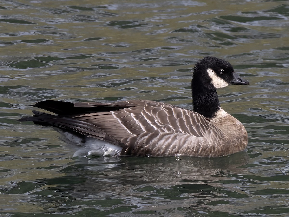 Cackling Goose (Aleutian) - Robert Hamilton