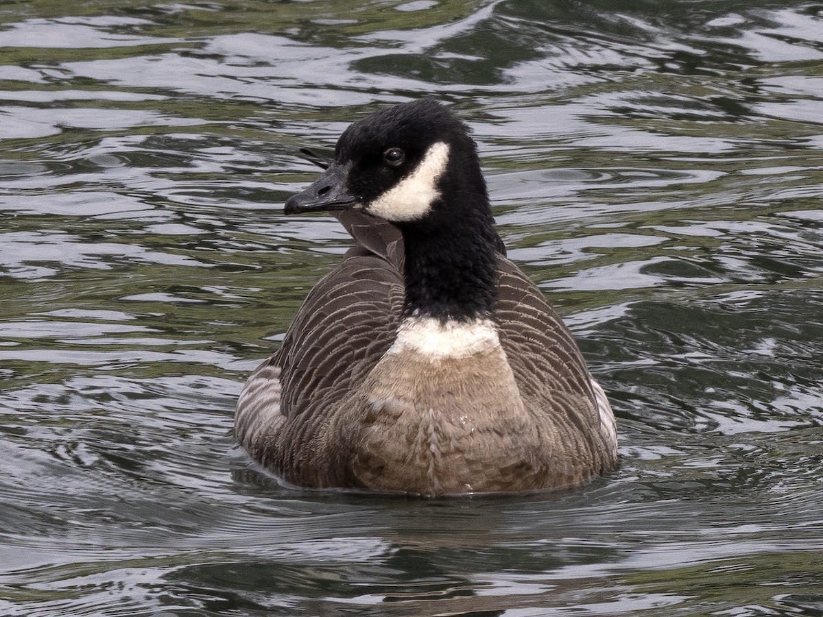 Cackling Goose (Aleutian) - Robert Hamilton