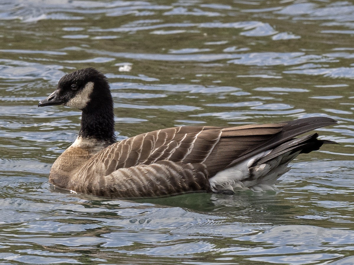 Barnacla Canadiense Chica (leucopareia) - ML610406777