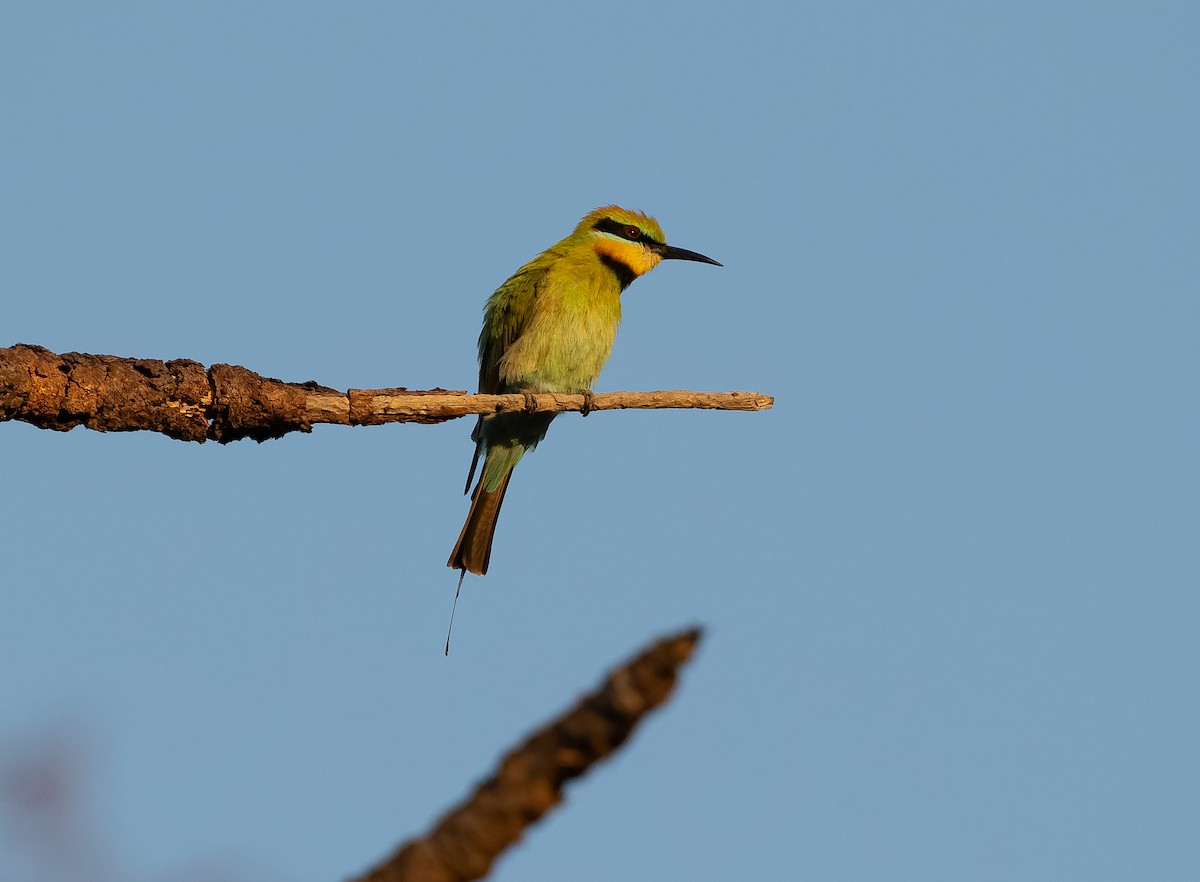 Rainbow Bee-eater - ML610406780