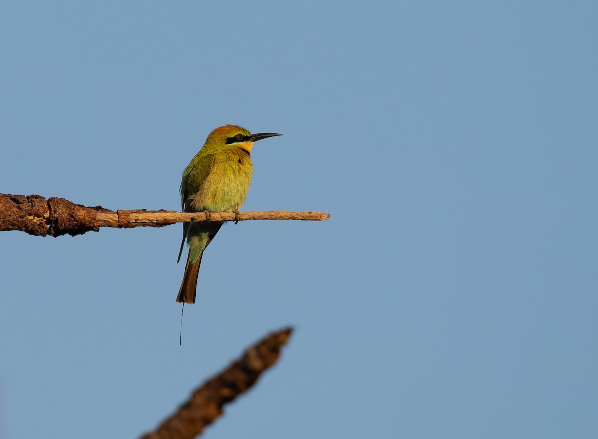 Rainbow Bee-eater - ML610406781