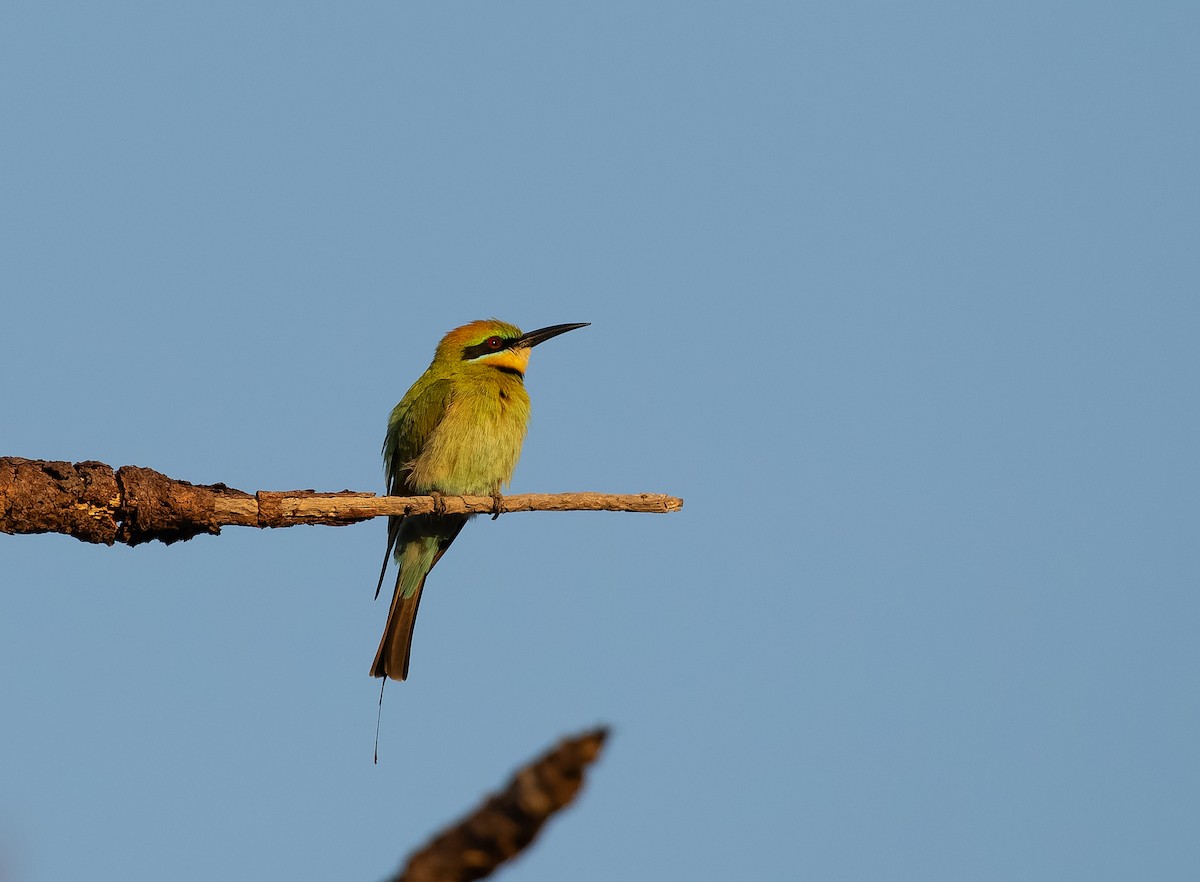 Rainbow Bee-eater - ML610406786