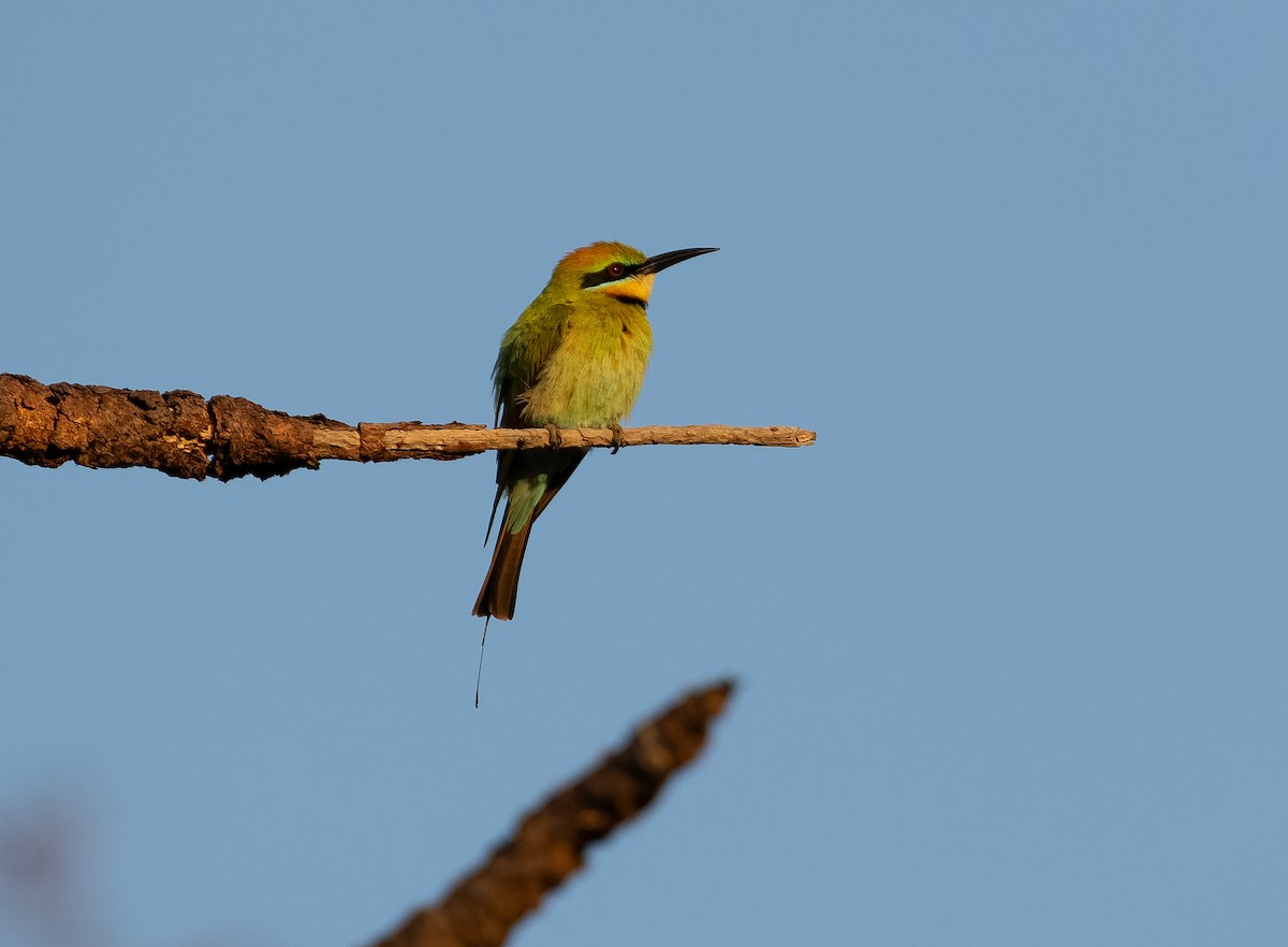 Rainbow Bee-eater - ML610406787