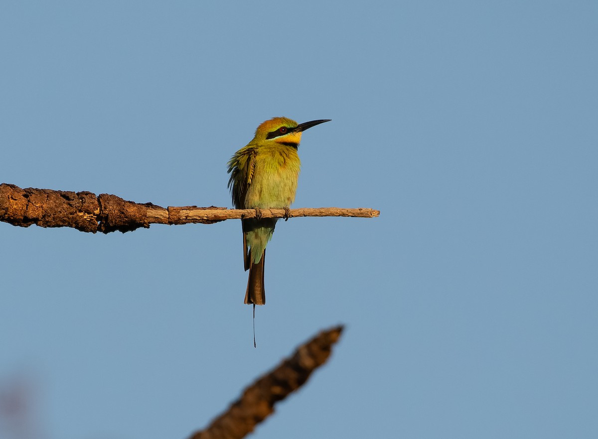 Rainbow Bee-eater - ML610406788