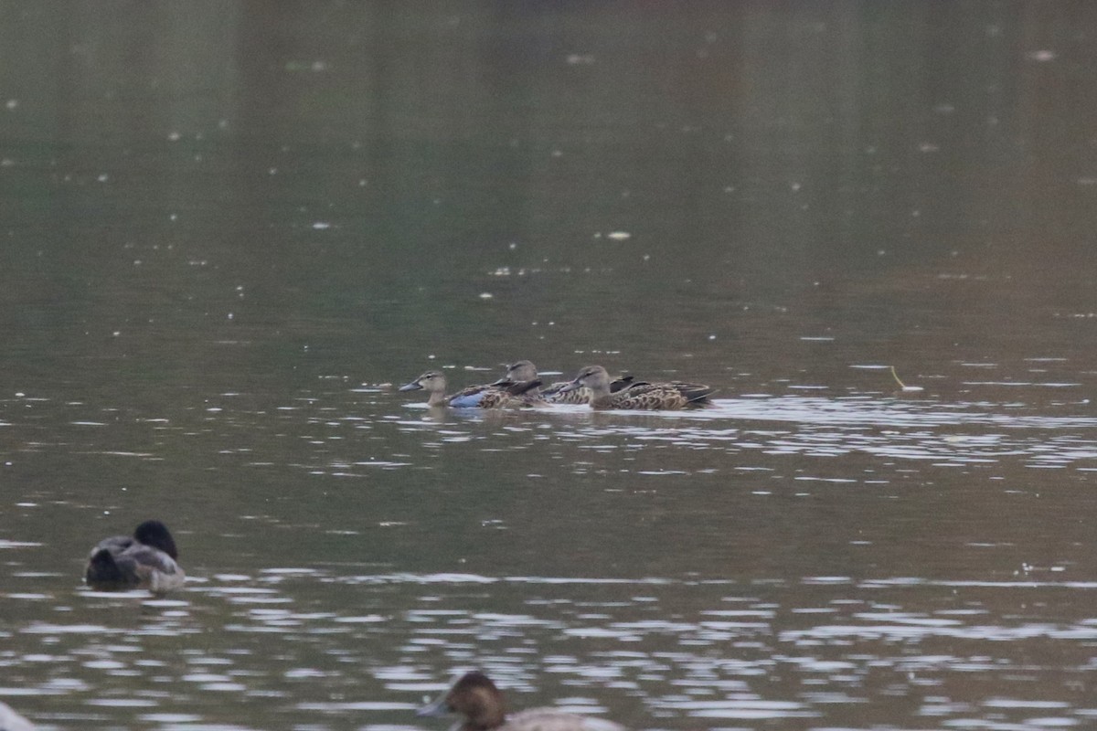 Blue-winged Teal - Deryl Nethercott